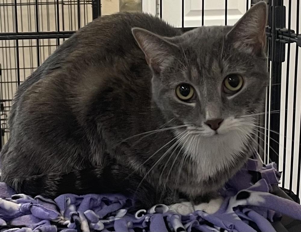 Enlarge LEX, a Adoptable mixed breed in Southbury, CT image 5/6