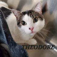 THEODORE, Adoptable, Adult Male Domestic Short Hair.