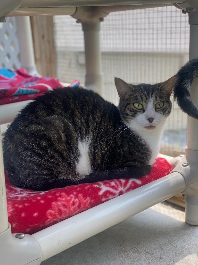 Hop Low, Adoptable, Adult Male Domestic Short Hair.