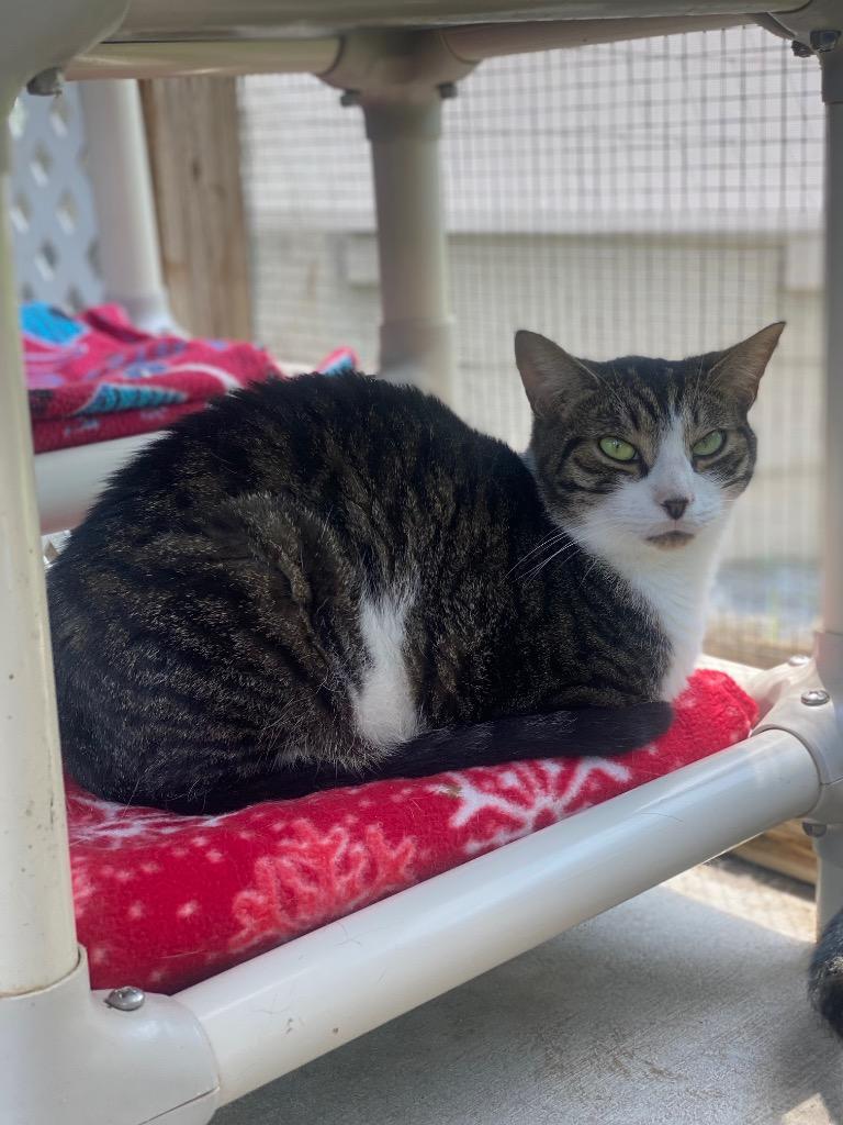 Hop Low, Adoptable, Adult Male Domestic Short Hair.