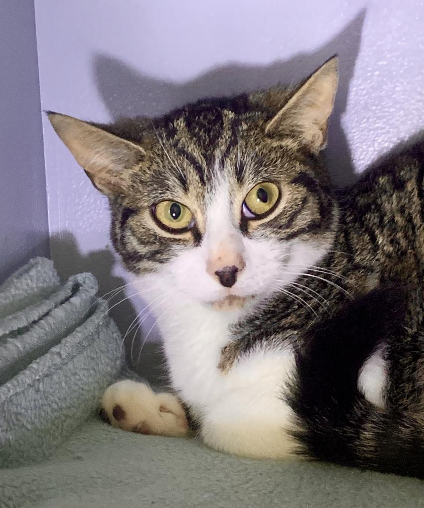 Hop Low, a Adoptable mixed breed in Berlin, MD image 2/6