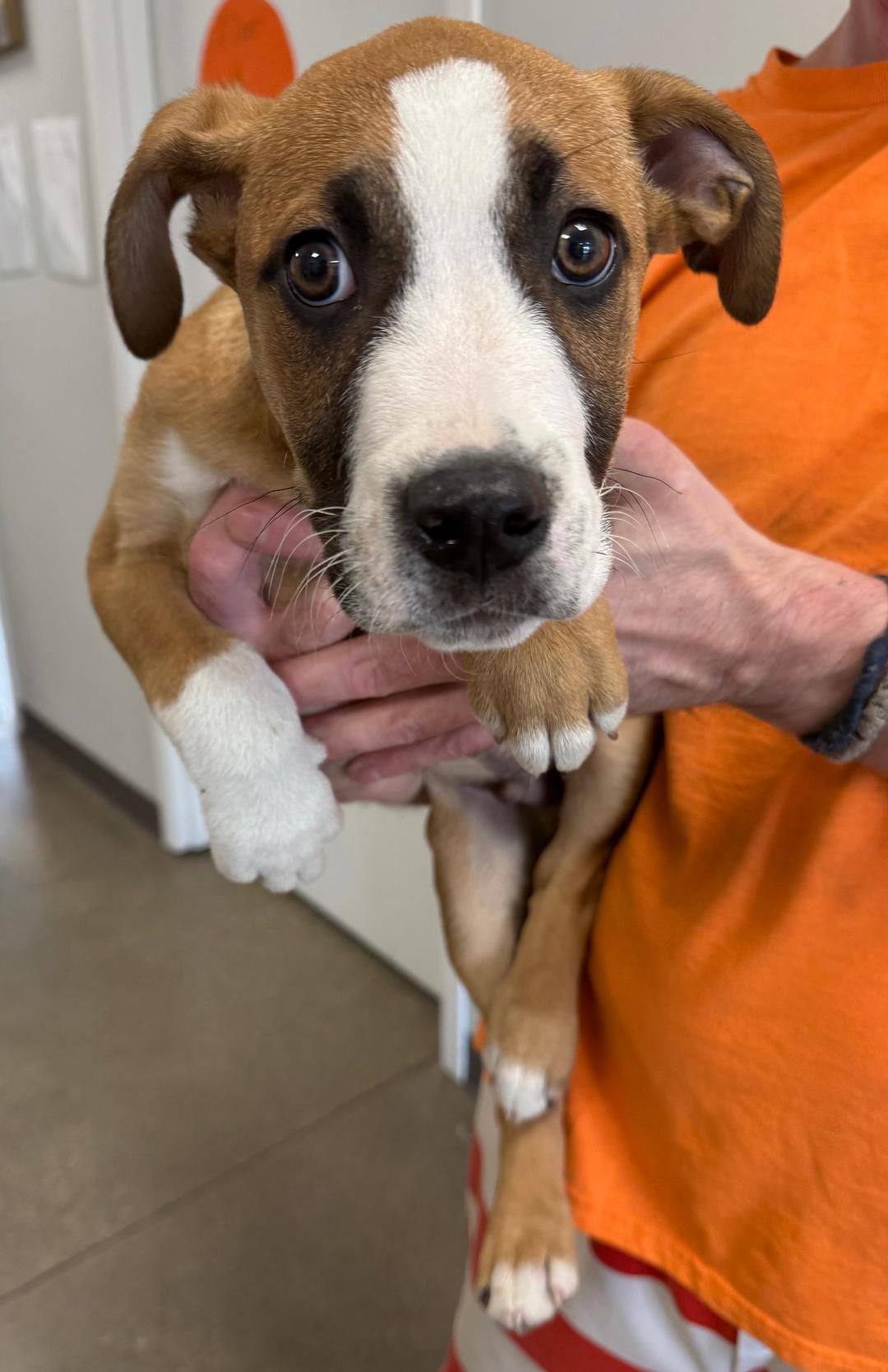Nash, Adopted, Puppy Male Boxer.