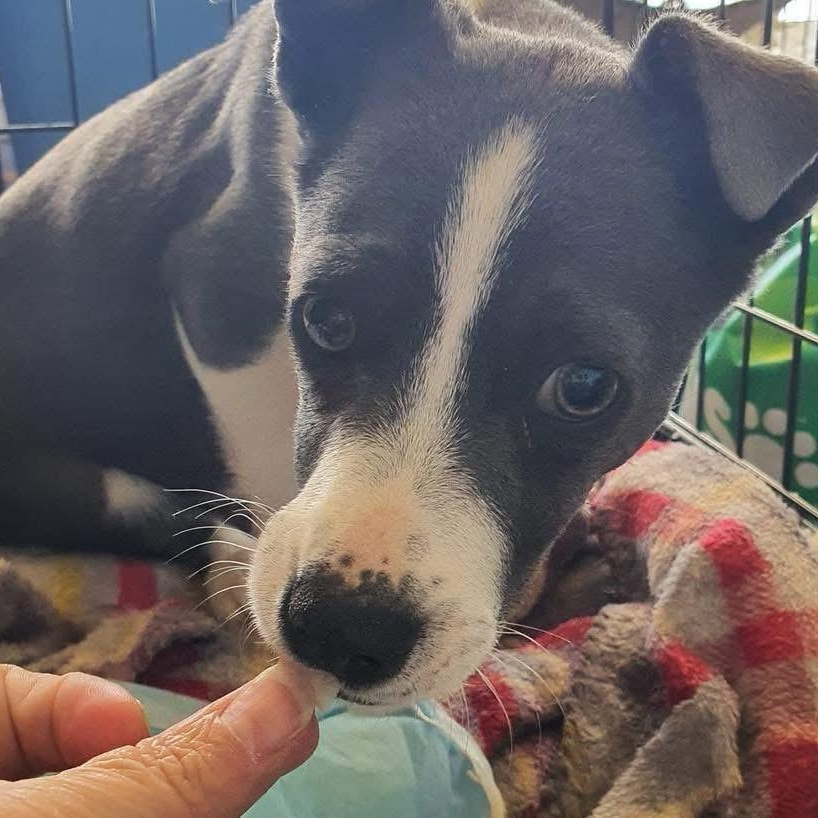 Linus, a Adoptable mixed breed in Lubbock, TX image 2/3