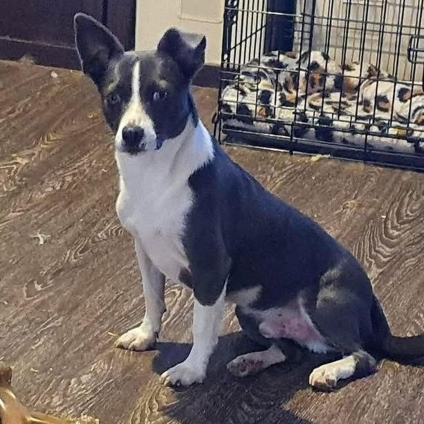 Linus, Adoptable, Young Male Terrier.