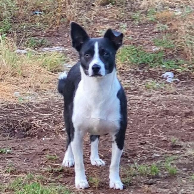 Linus, a Adoptable mixed breed in Lubbock, TX image 3/3