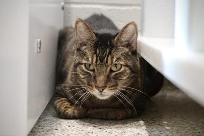 Lotus **SPONSORED**, Adoptable, Senior Male Domestic Short Hair & Domestic Short Hair.