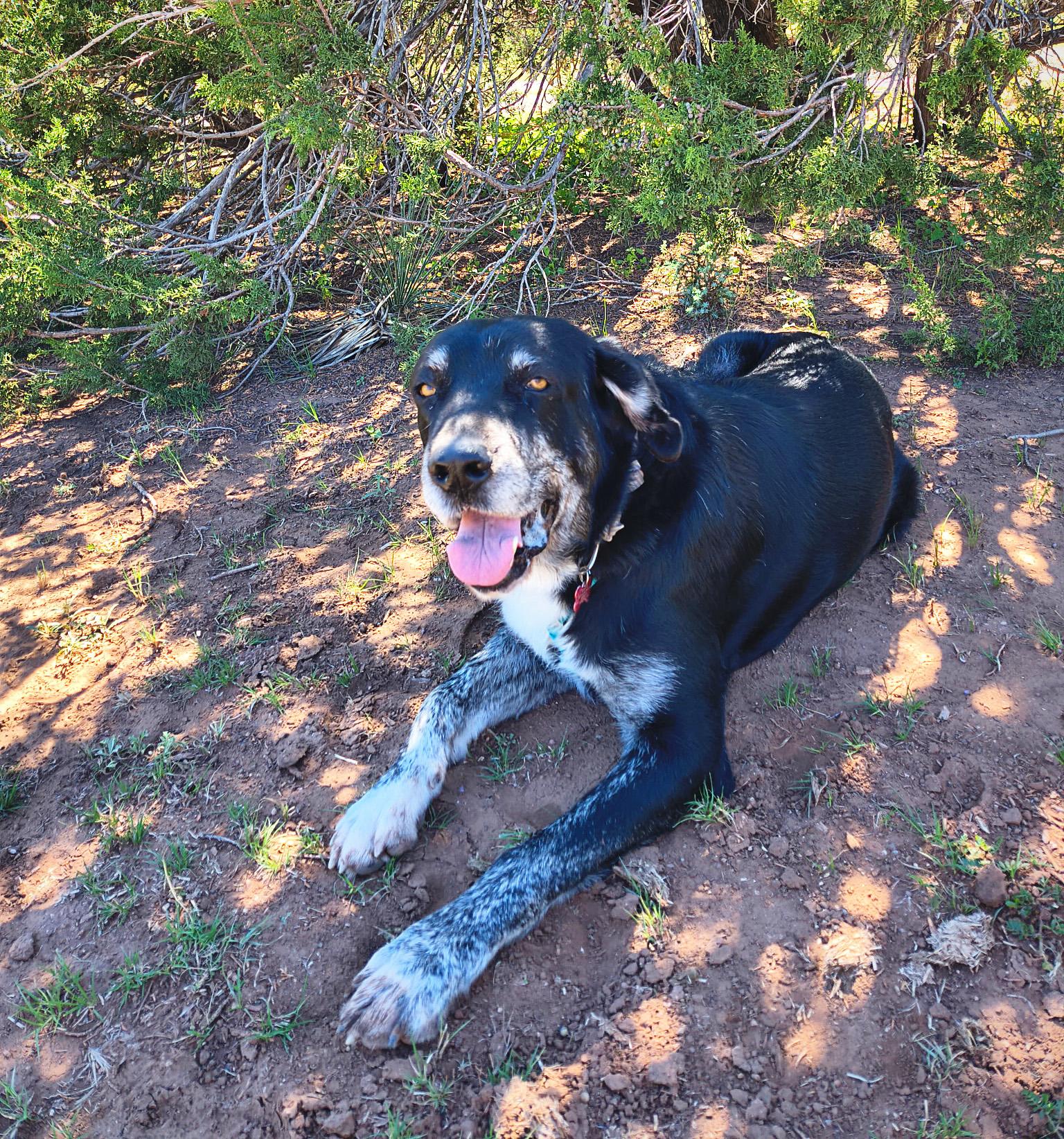 Enlarge Cerebus, a ADOPTABLE mixed breed in Albuquerque, NM image 1/1