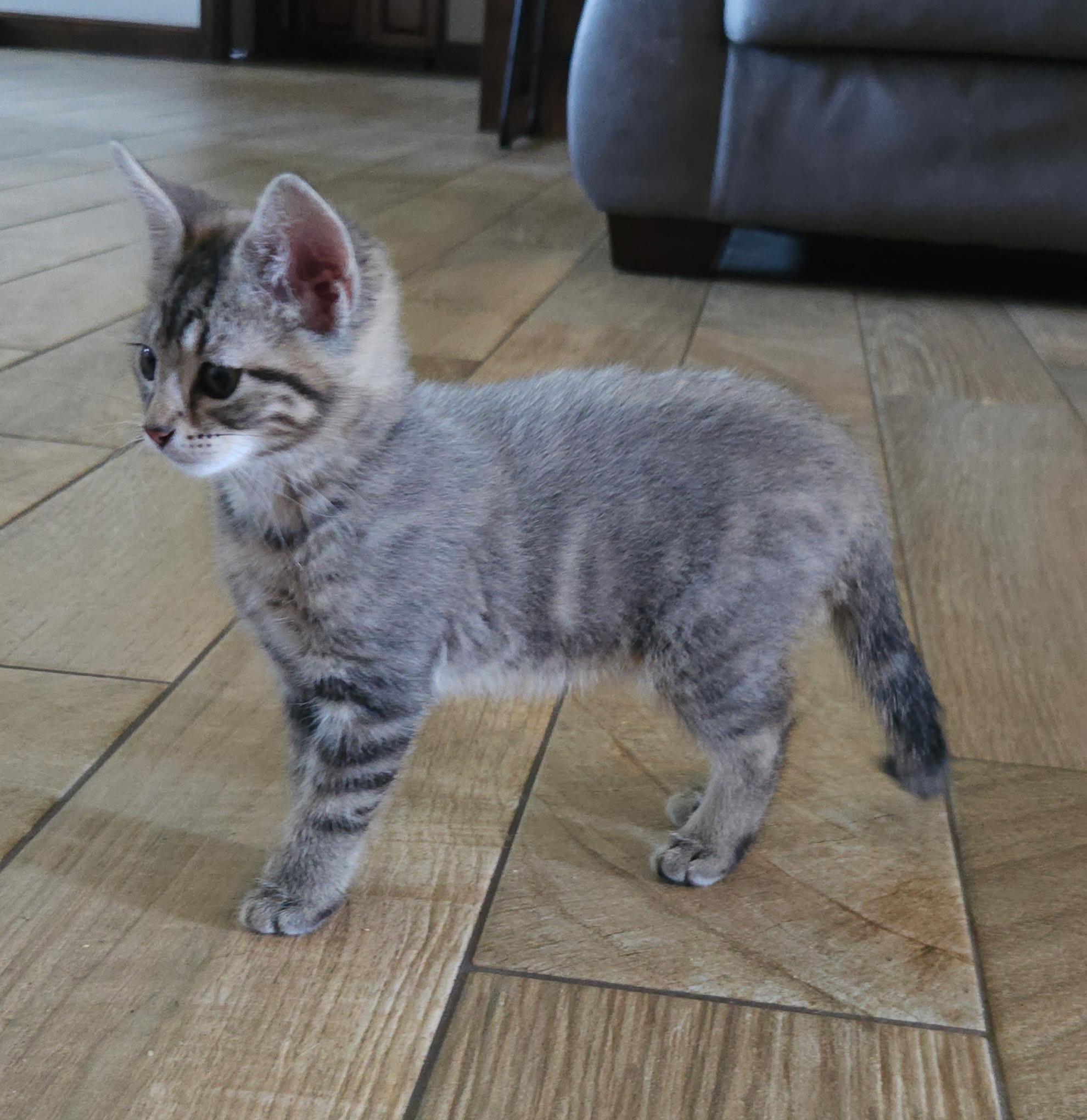 GRAYBY, Adoptable, Kitten Female Tabby & Russian Blue.