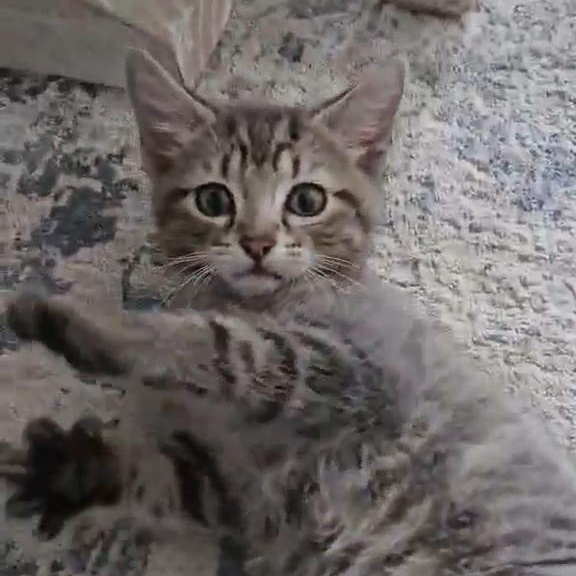 GRAYBY, Adoptable, Kitten Female Tabby & Russian Blue.