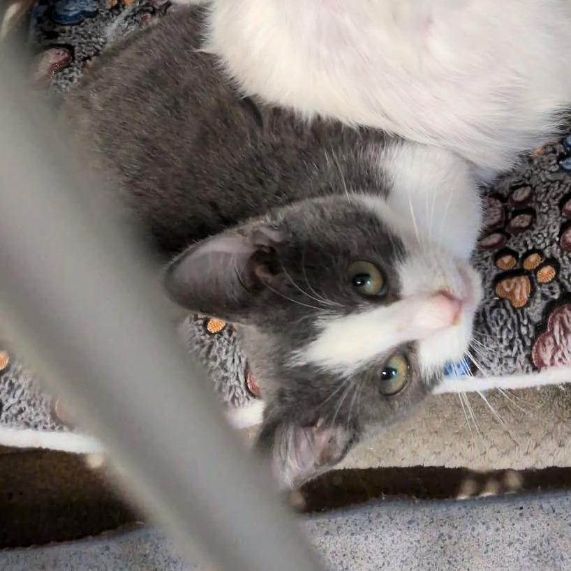 Enlarge J.V. (Jason Voorhees), a Adoptable Domestic Short Hair in Greenville, PA image 1/1