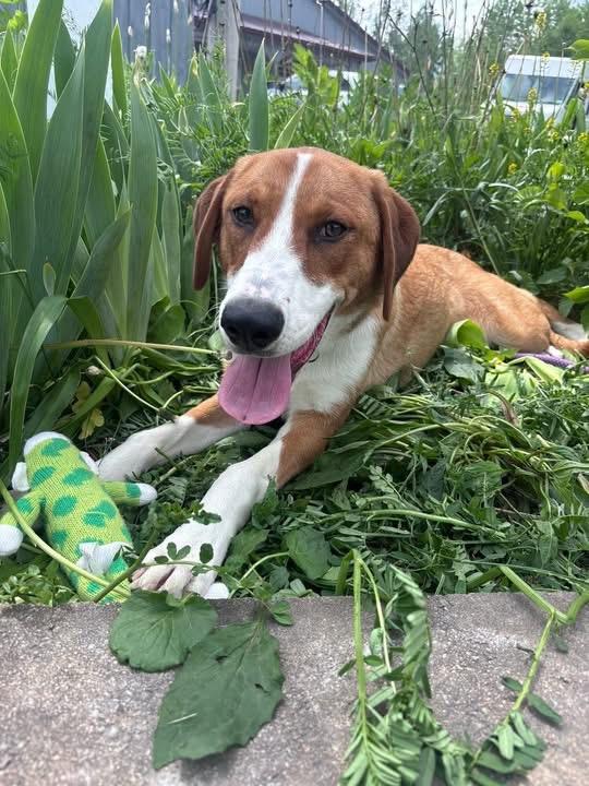 Hazel, a ADOPTABLE mixed breed in Howes Cave, NY image 2/3