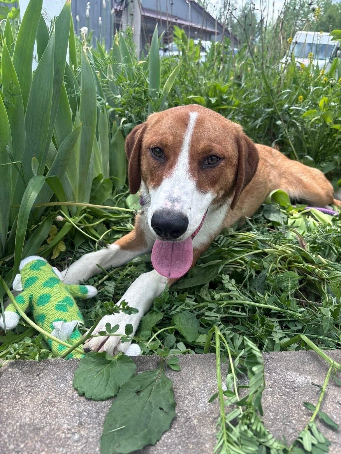 Hazel, a ADOPTABLE mixed breed in Howes Cave, NY image 3/3