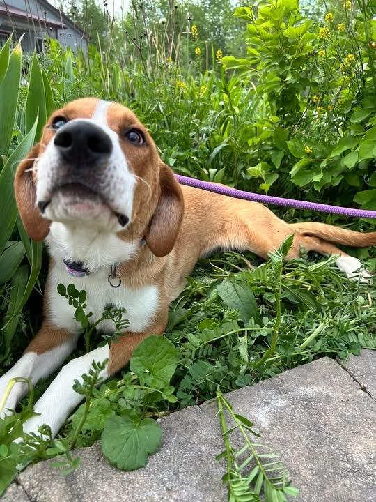 Hazel, ADOPTABLE, Adult Female American Foxhound.