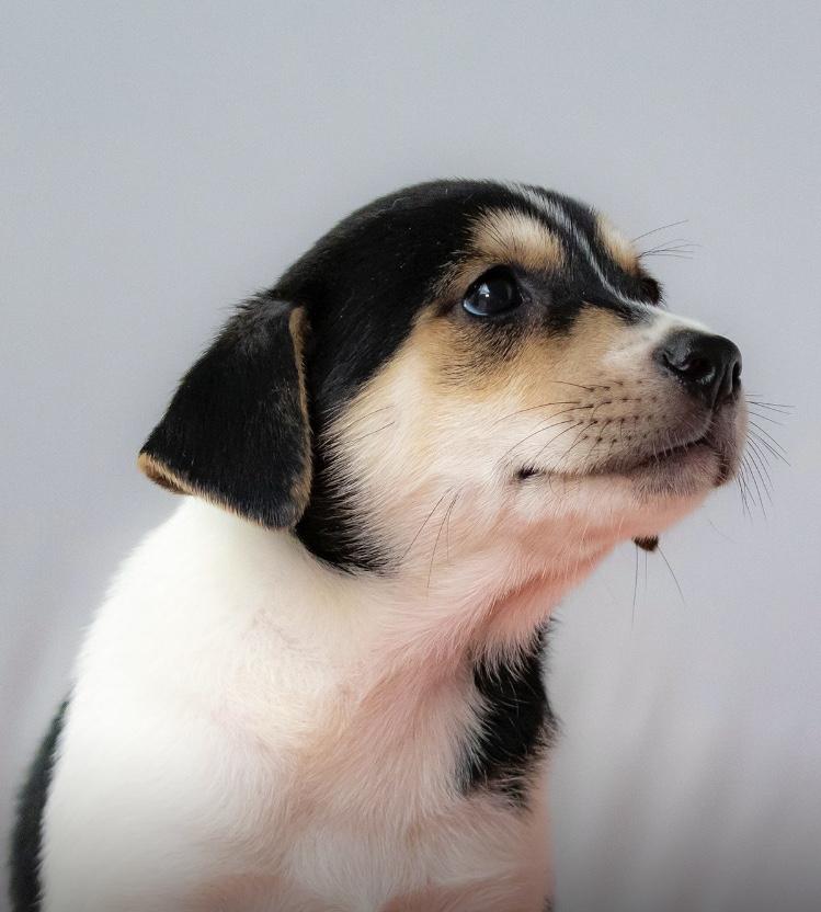 Enlarge Snickers, an adoptable mixed breed in Orlando, FL image 2/4