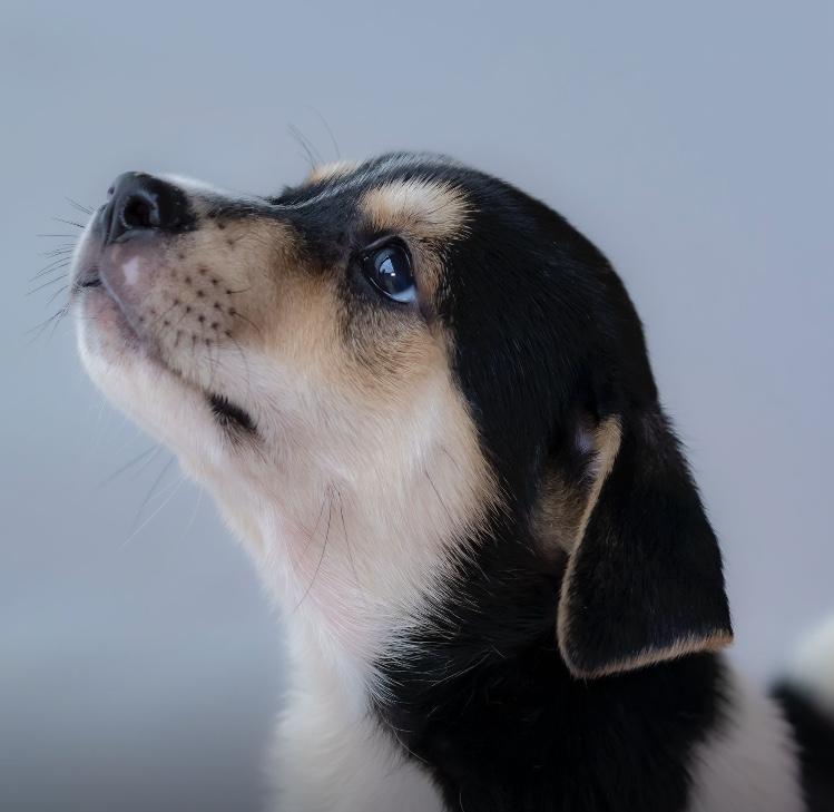 Enlarge Snickers, an adoptable mixed breed in Orlando, FL image 3/4