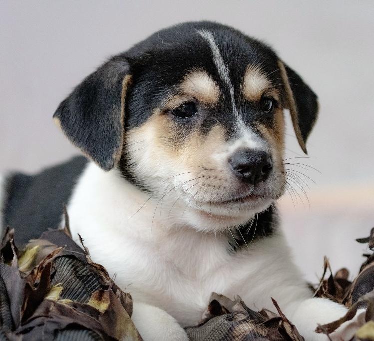 Snickers, adoptable, Puppy Male Labrador Retriever & Terrier.