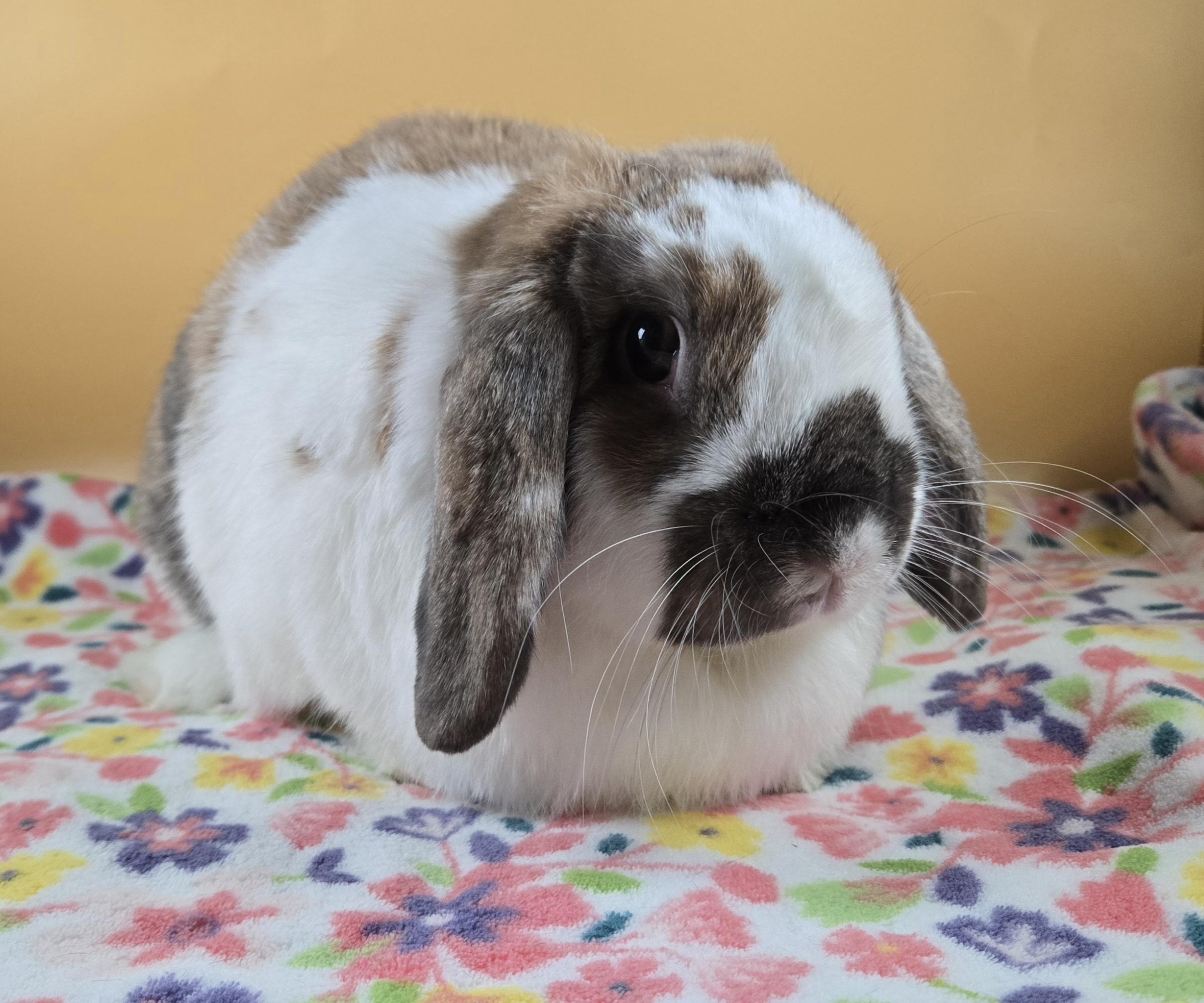 Enlarge Mango, an adoptable Mini Lop in San Antonio, TX image 2/4