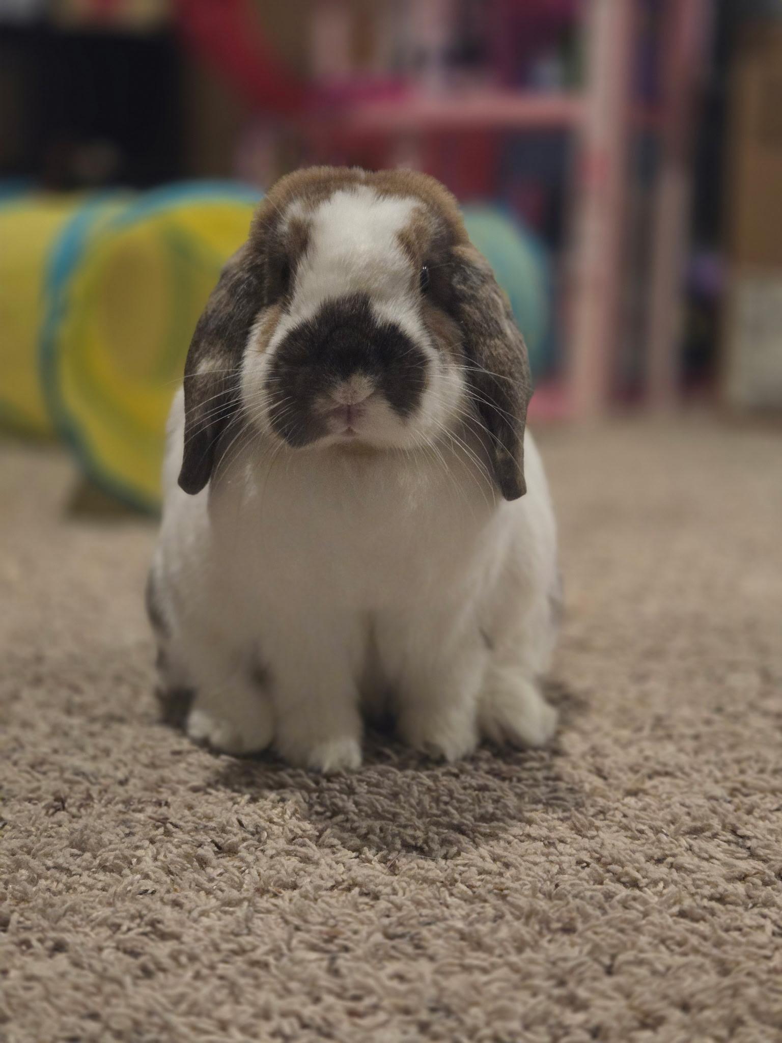 Mango, an adoptable Mini Lop in San Antonio, TX image 5/5