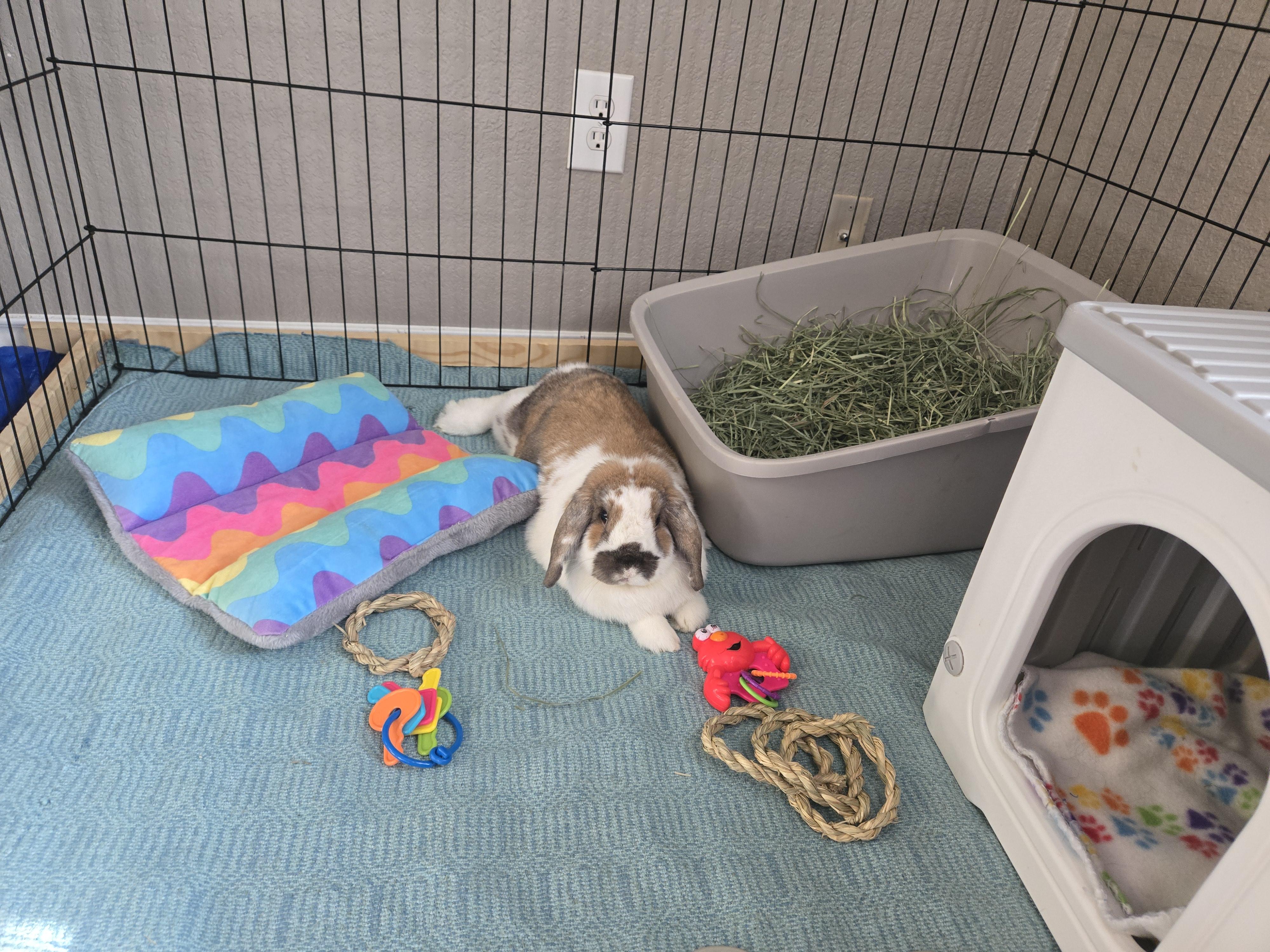 Enlarge Mango, an adoptable Mini Lop in San Antonio, TX image 4/4