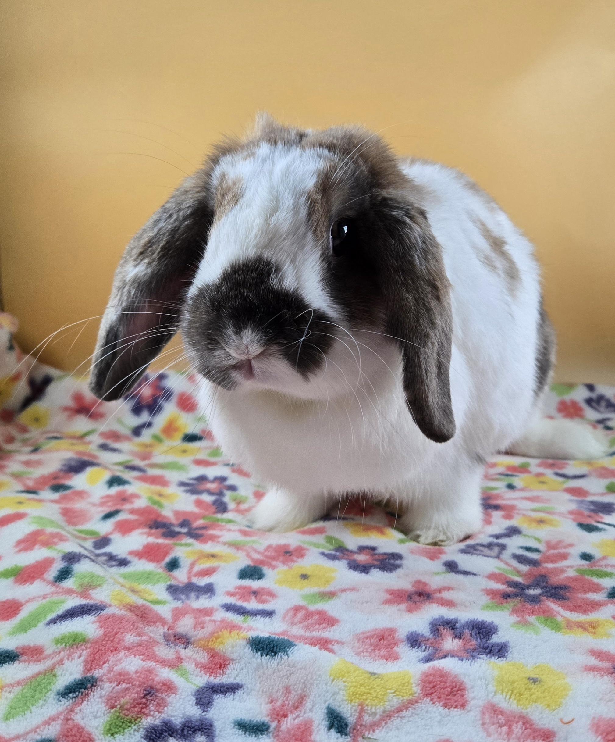 Mango, adoptable, Adult Male Mini Lop.