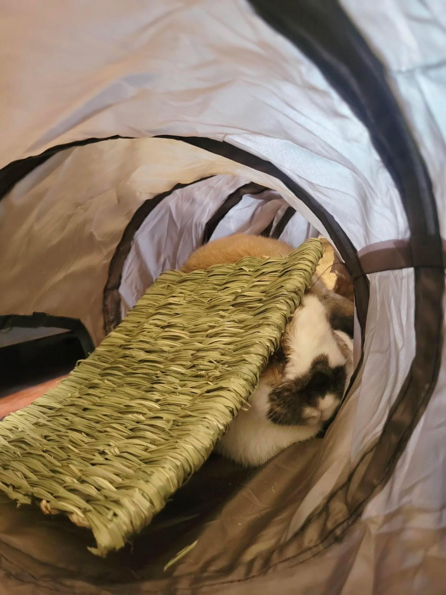 Enlarge Mango, an adoptable Mini Lop in San Antonio, TX image 6/6