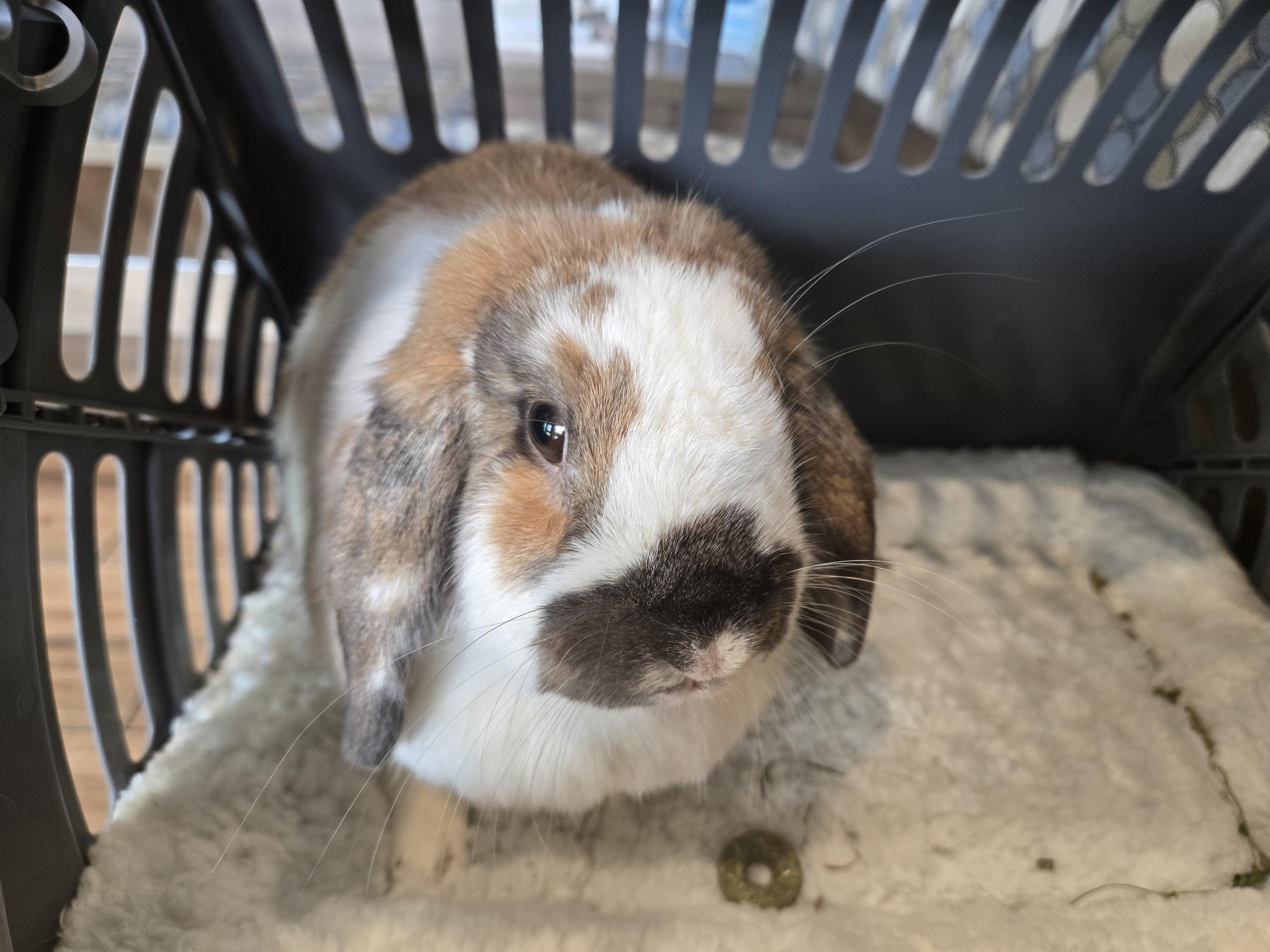 Enlarge Mango, an adoptable Mini Lop in San Antonio, TX image 5/6