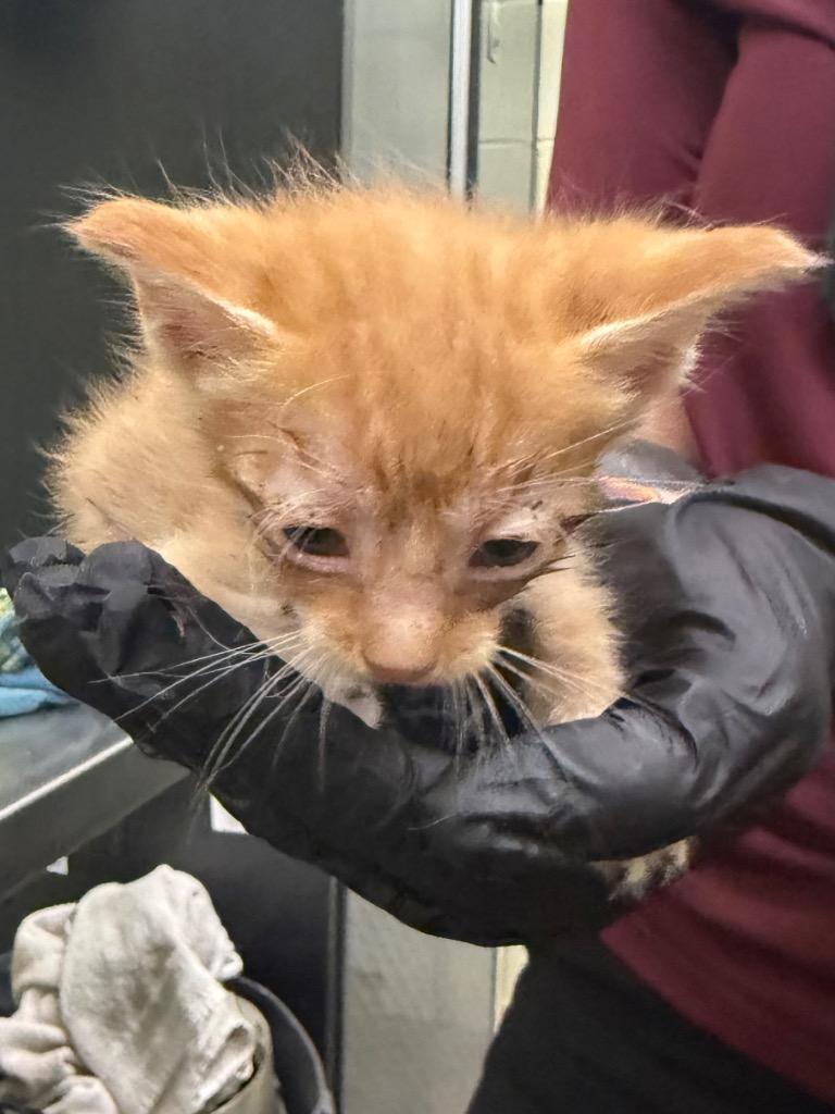 Theoden, a Adoptable mixed breed in Rockport, TX image 1/6