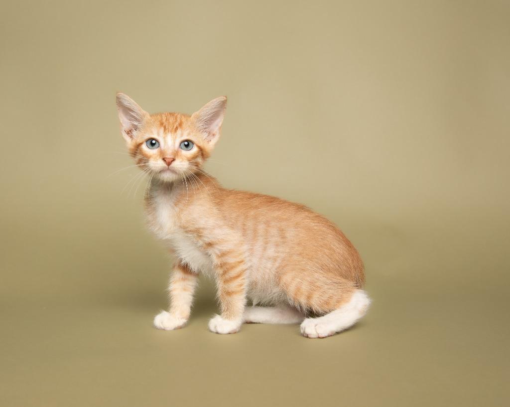Theoden, a Adoptable mixed breed in Rockport, TX image 3/6