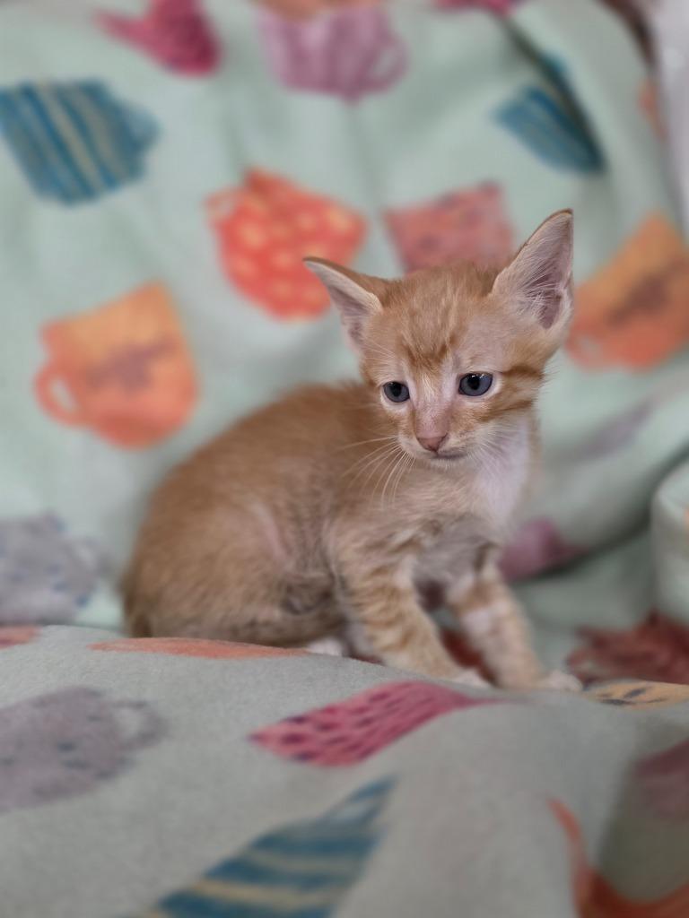 Theoden, a Adoptable mixed breed in Rockport, TX image 4/6