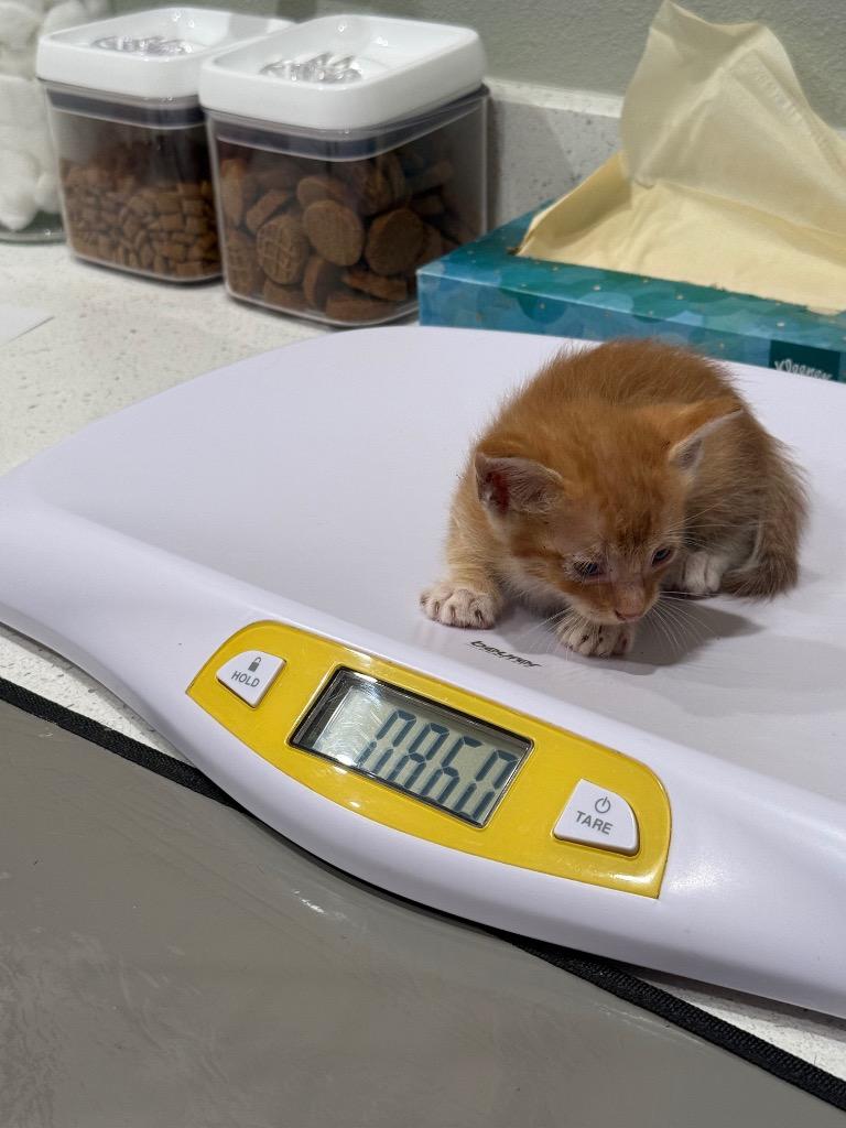 Theoden, a Adoptable mixed breed in Rockport, TX image 5/6