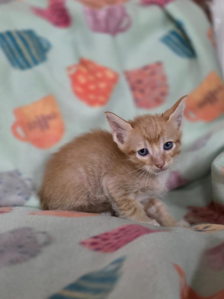 Theoden, a Adoptable mixed breed in Rockport, TX image 6/6