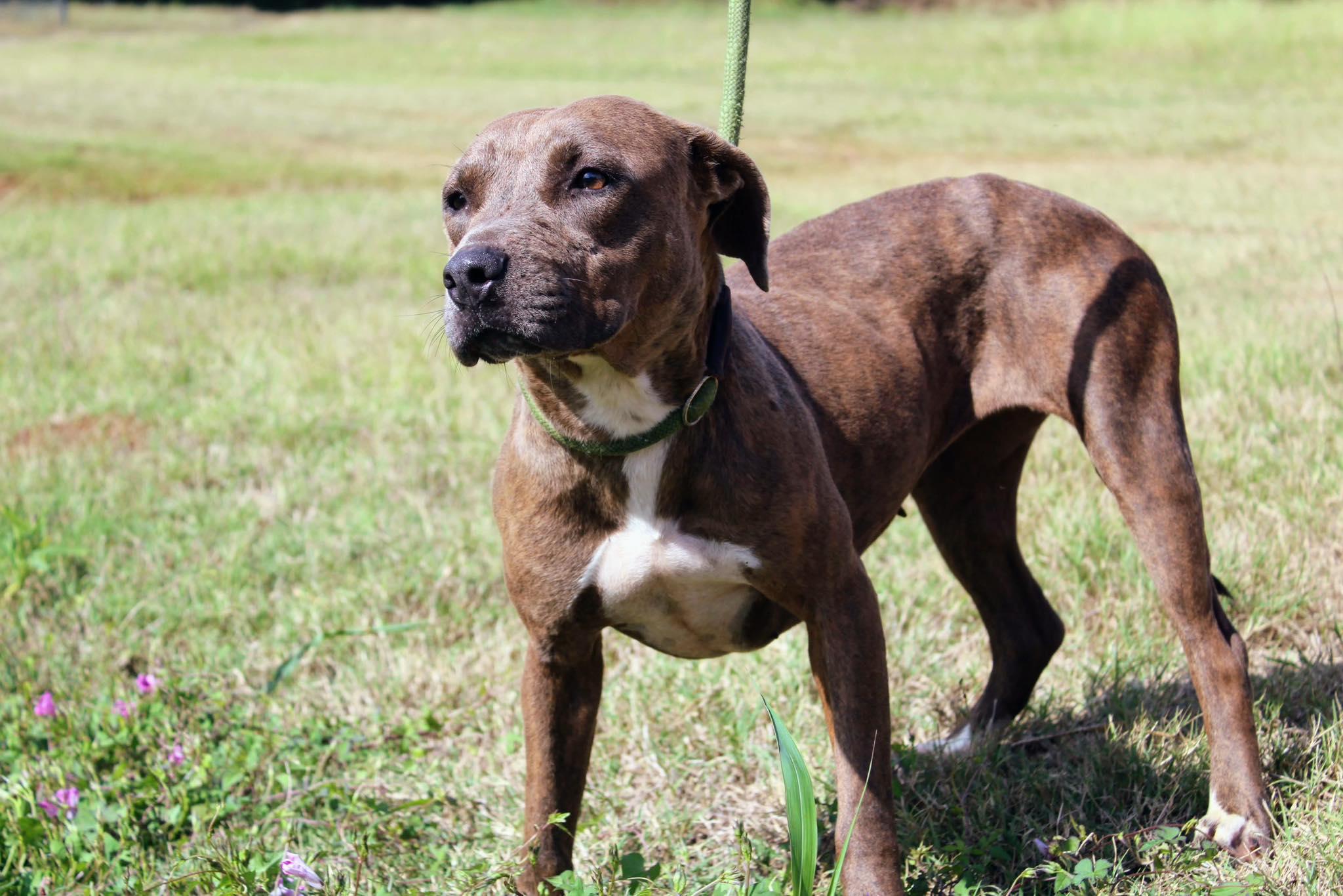 Enlarge Shania, a Adoptable mixed breed in Jacksonville, TX image 1/1
