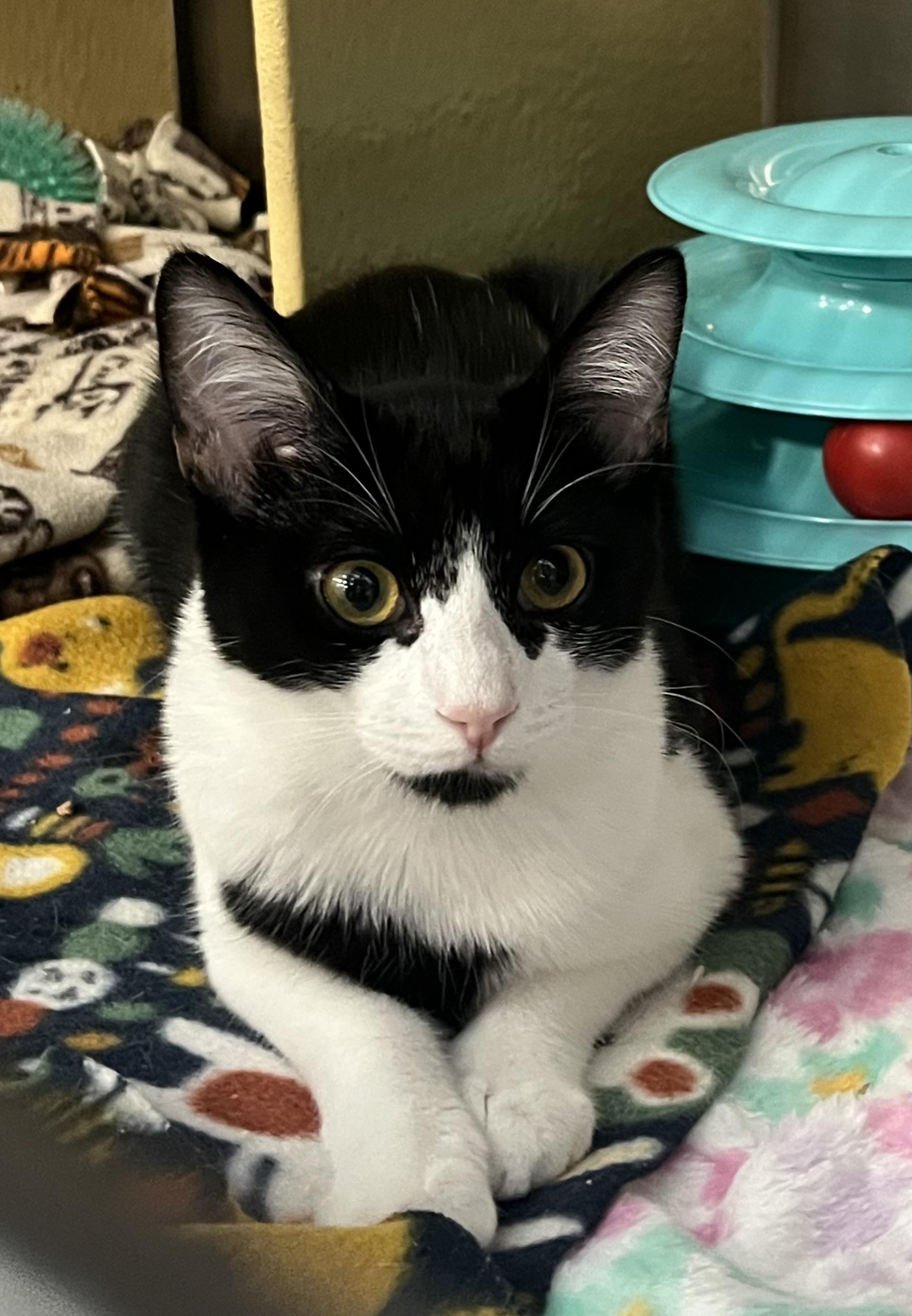 Enlarge Melee, an adopted Domestic Short Hair in Federal Way, WA image 1/4