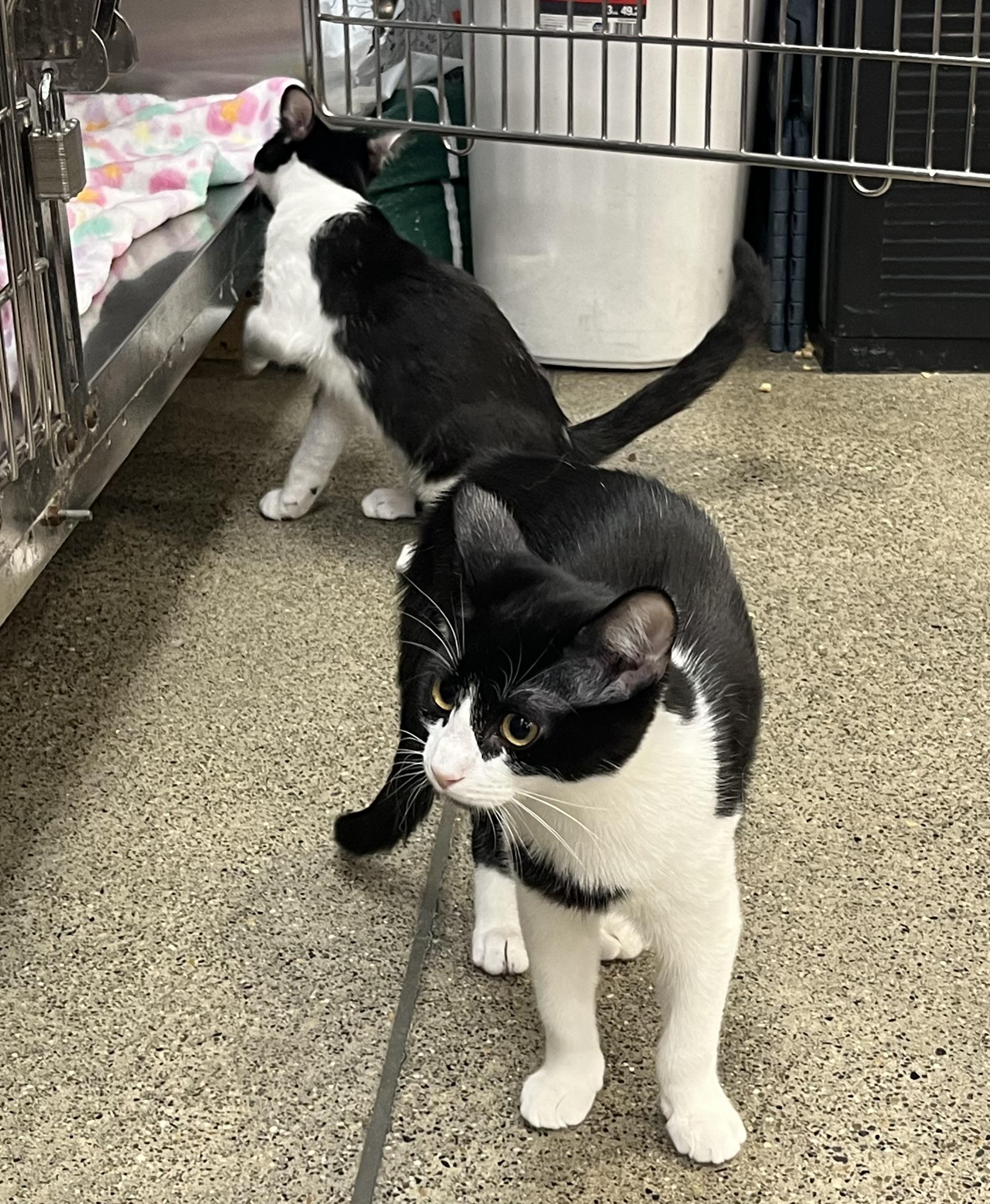 Enlarge Melee, an adopted Domestic Short Hair in Federal Way, WA image 4/4