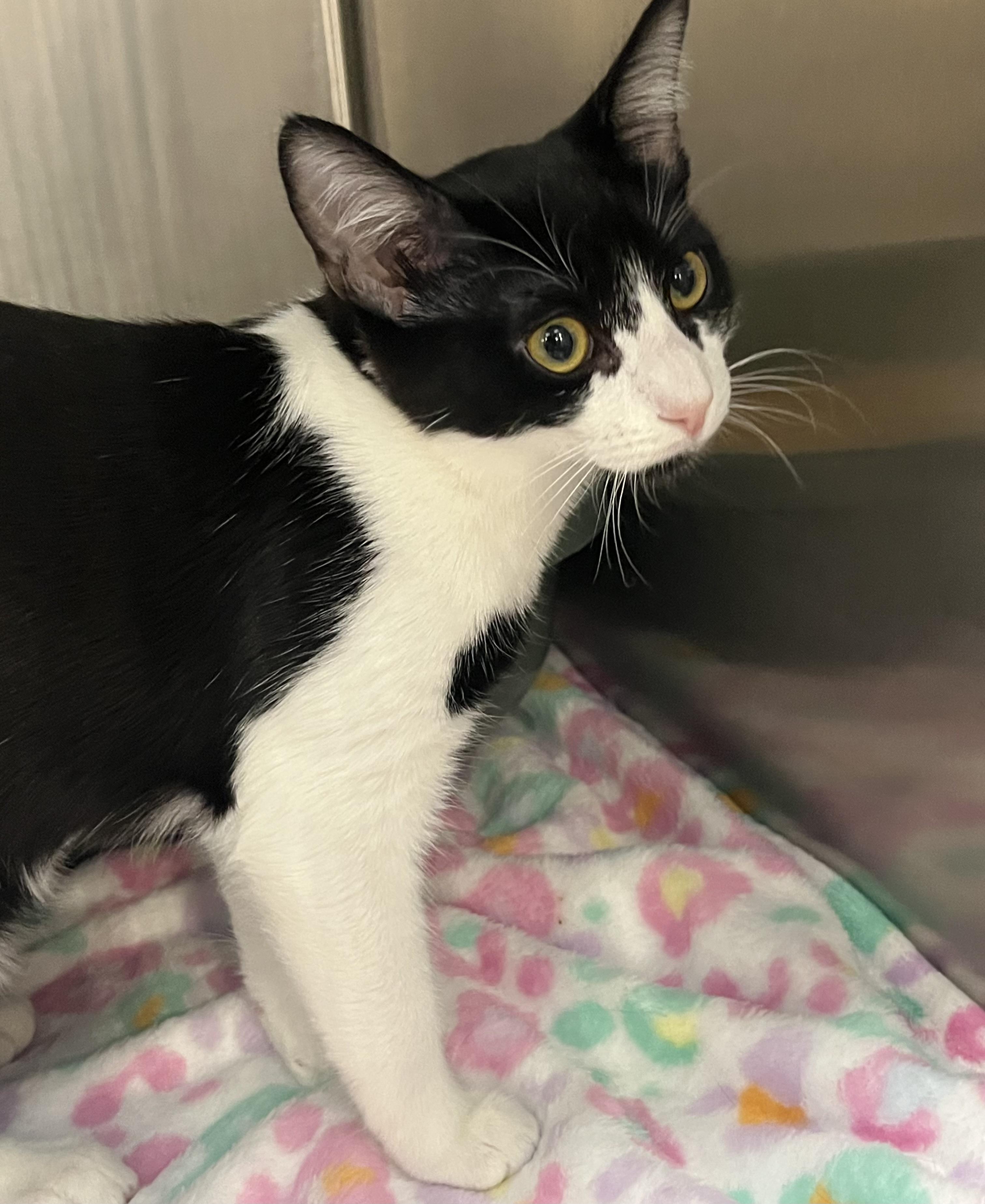 Enlarge Melee, an adopted Domestic Short Hair in Federal Way, WA image 2/4