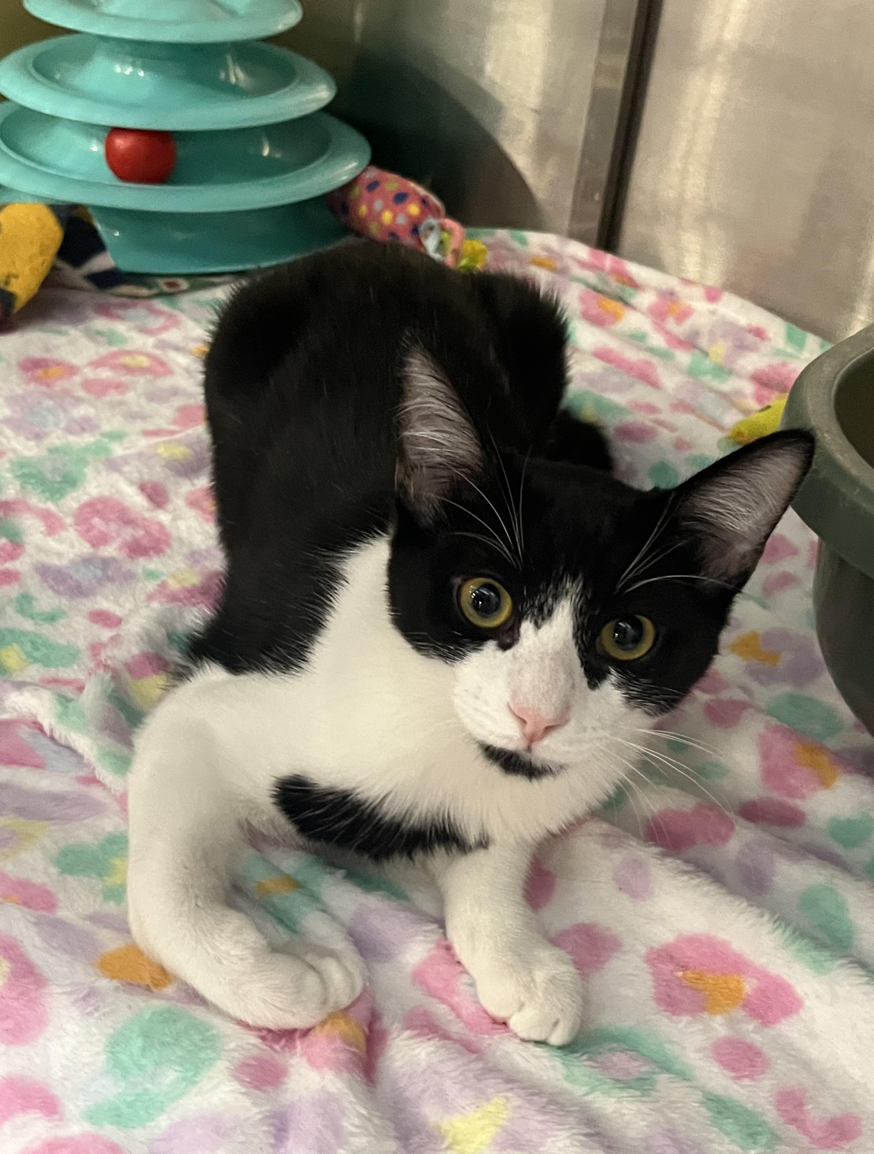 Enlarge Melee, an adopted Domestic Short Hair in Federal Way, WA image 3/4