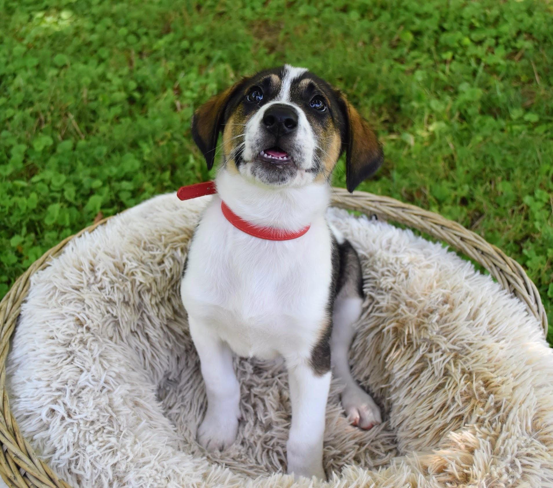 Enlarge Harry, a Adoptable mixed breed in Spring hill, TN image 3/5