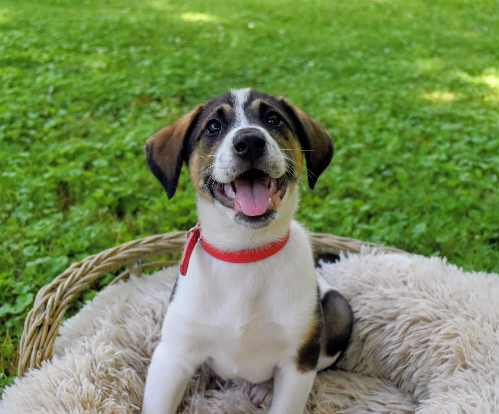 Harry, Adoptable, Puppy Male German Shorthaired Pointer & Hound.