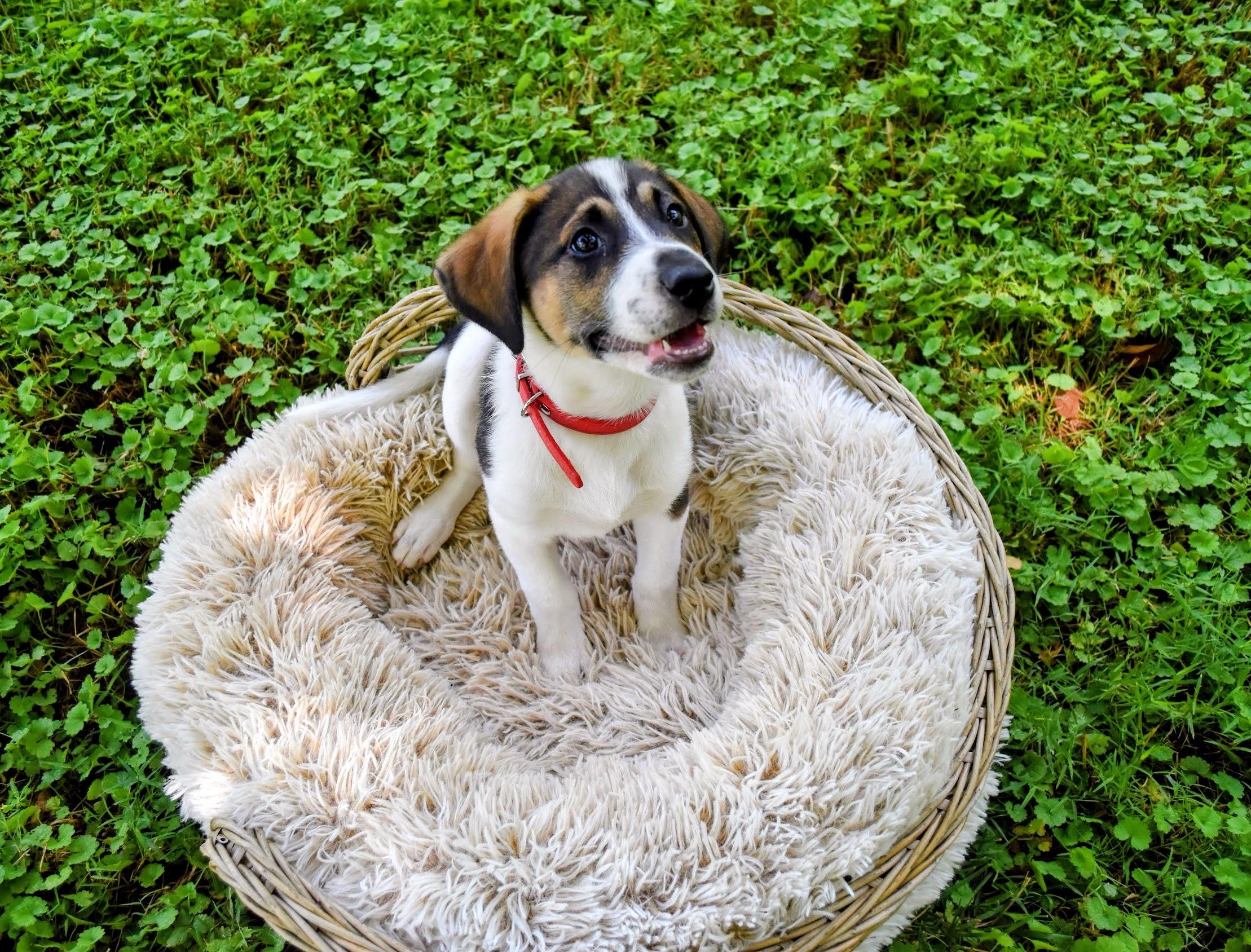 Enlarge Harry, a Adoptable mixed breed in Spring hill, TN image 5/5