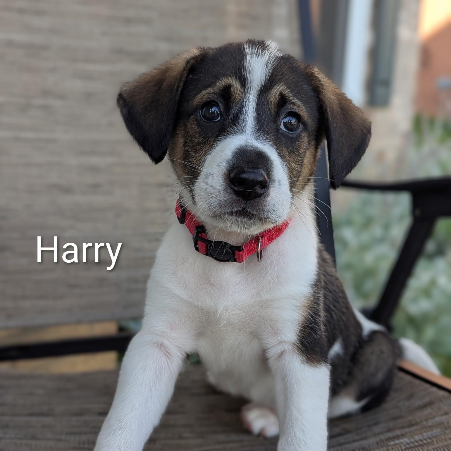 Hereford (Harry), Adoptable, Puppy Male German Shorthaired Pointer & Hound.