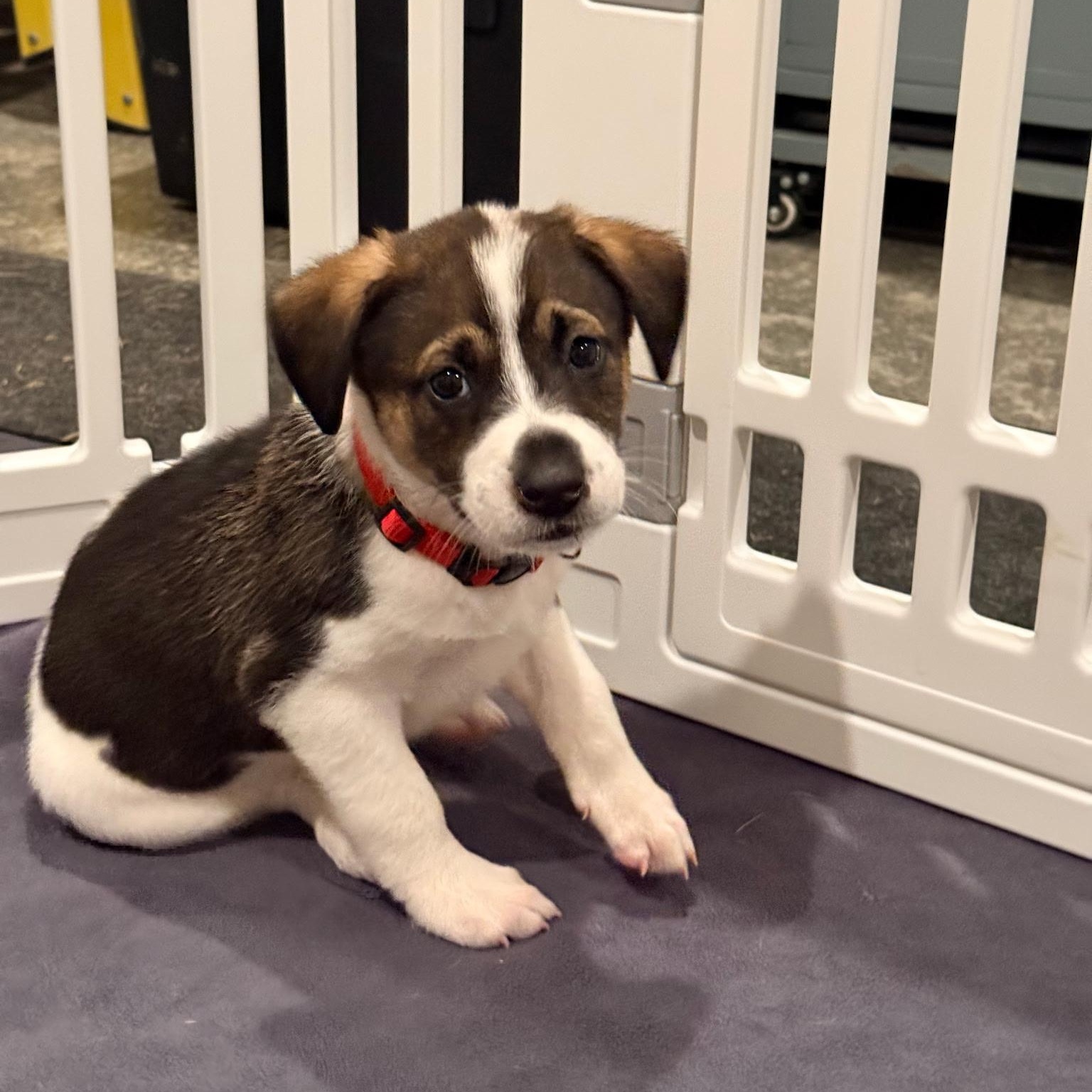 Hereford (Harry), a Adoptable mixed breed in Spring hill, TN image 2/2