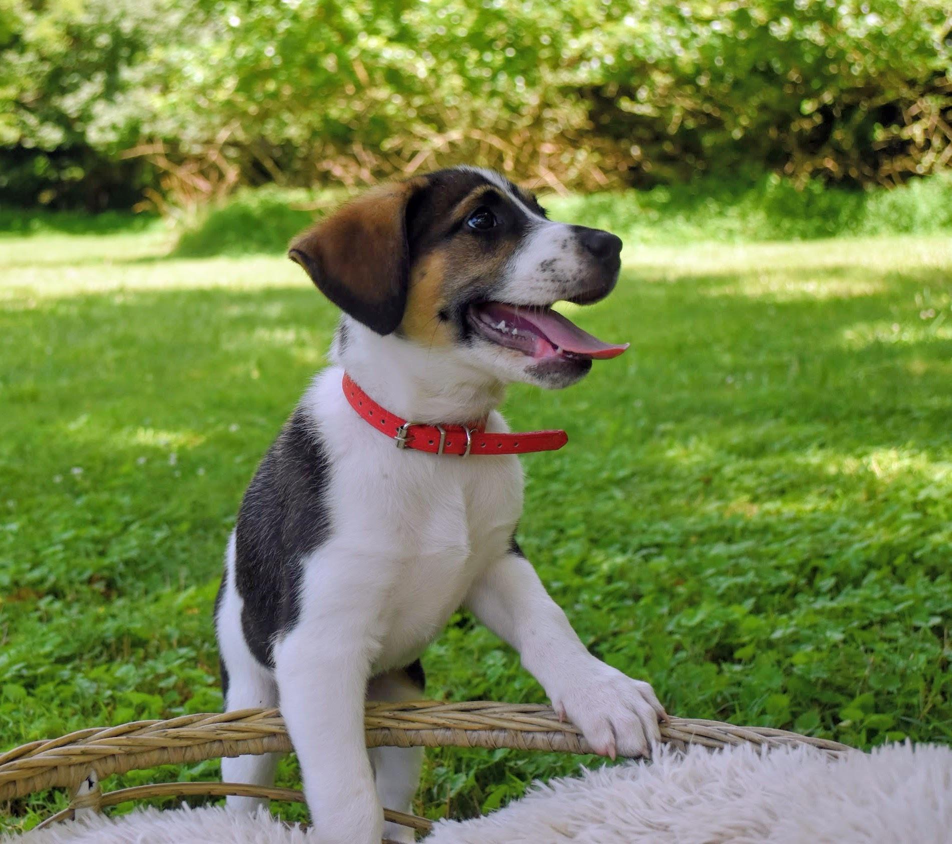 Enlarge Harry, a Adoptable mixed breed in Spring hill, TN image 4/5
