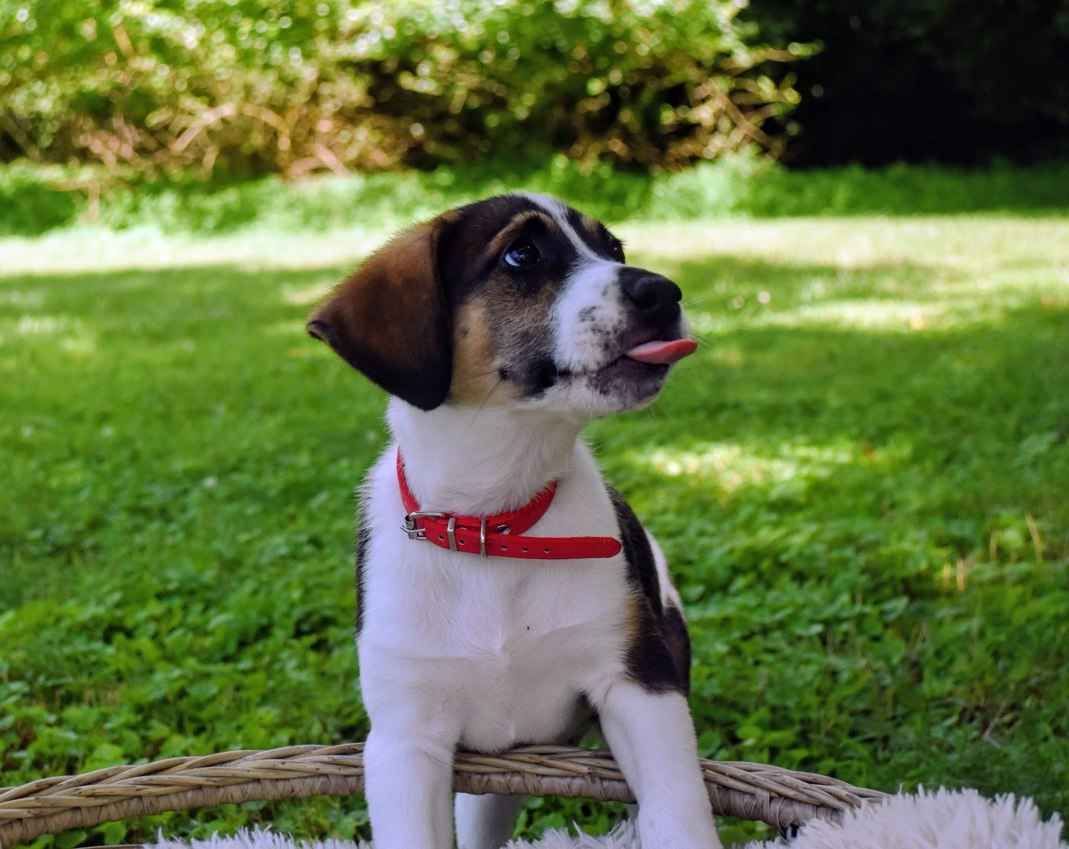 Enlarge Harry, a Adoptable mixed breed in Spring hill, TN image 2/5