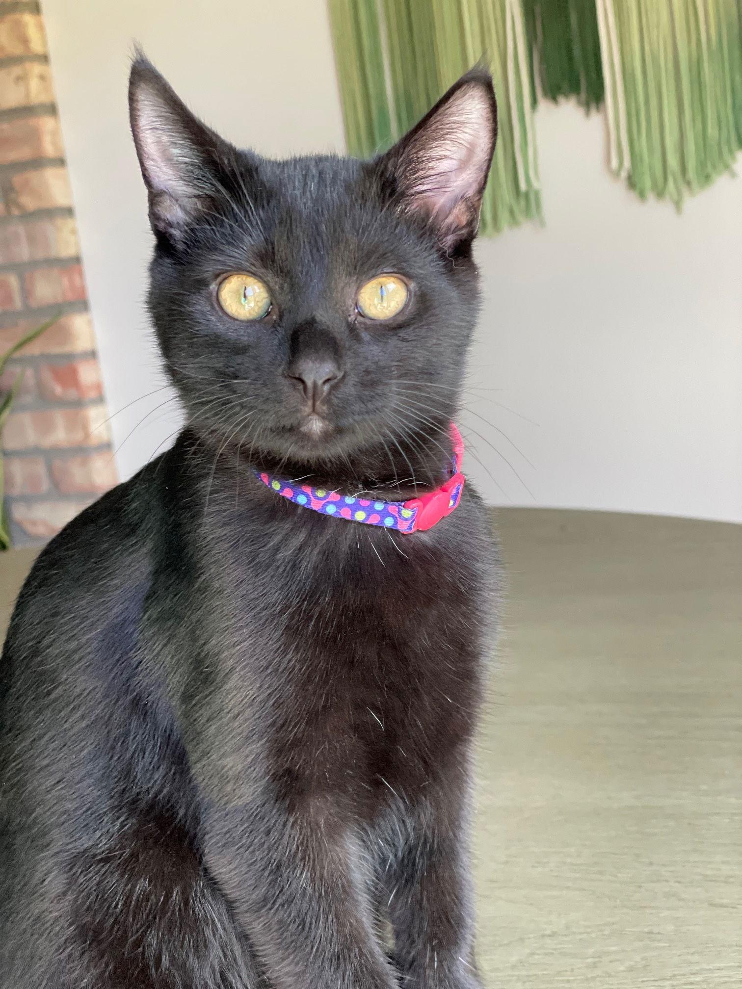 Pepper C4683, Adopted, Young Male Domestic Short Hair.