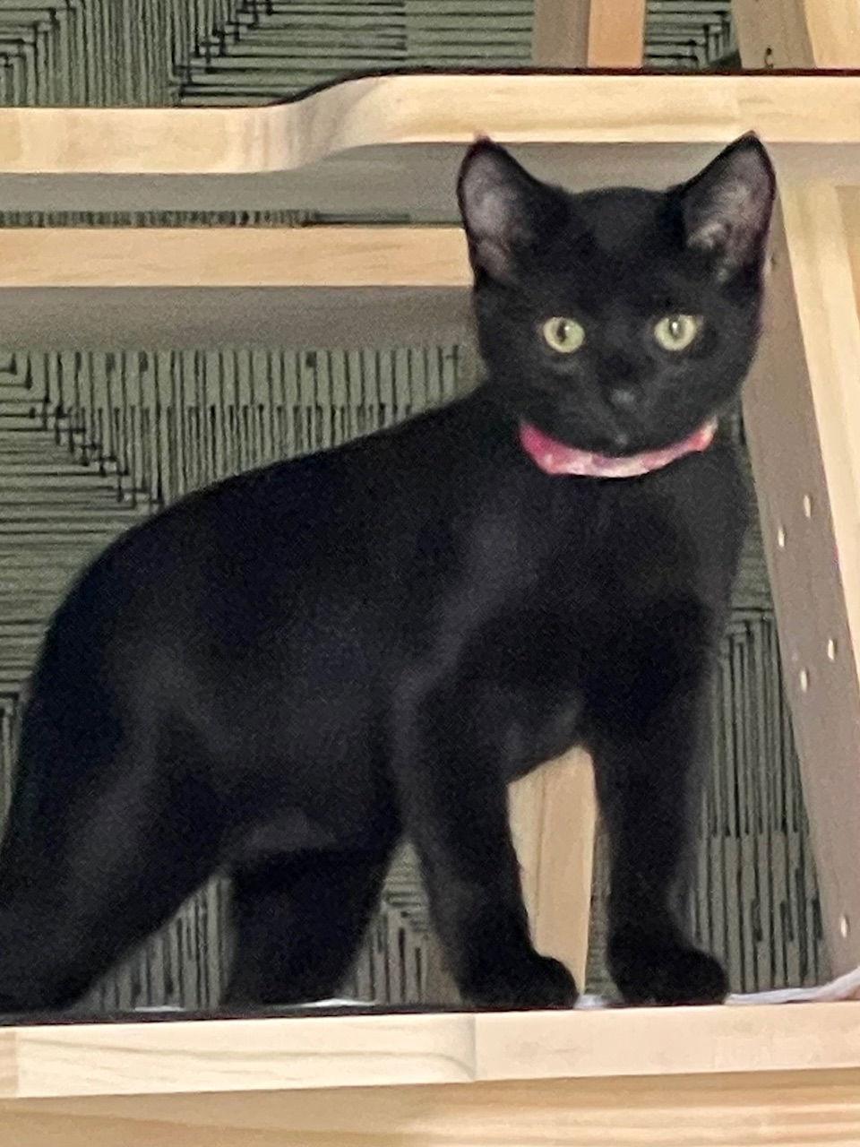 Pepper C4683, a Adopted Domestic Short Hair in minneapolis, MN image 3/3