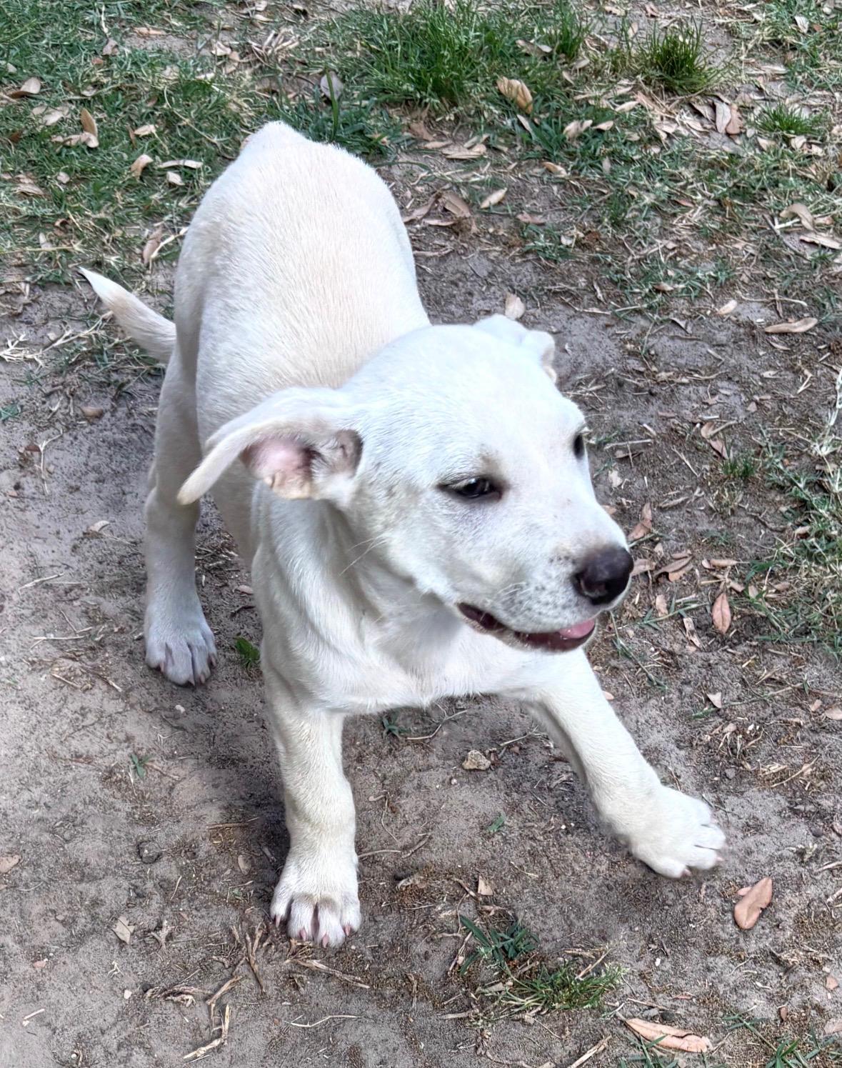 Enlarge Yang, an adopted mixed breed in Bensalem, PA image 4/6