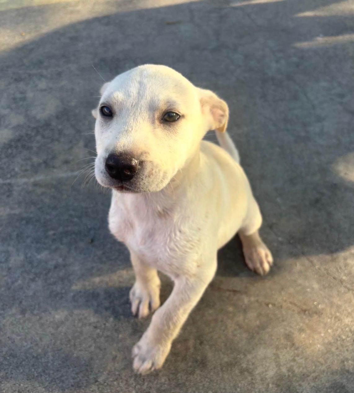 Enlarge Yang, an adopted mixed breed in Bensalem, PA image 2/6