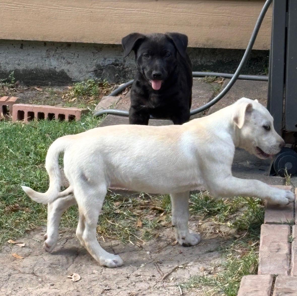 Enlarge Yang, an adopted mixed breed in Bensalem, PA image 6/6