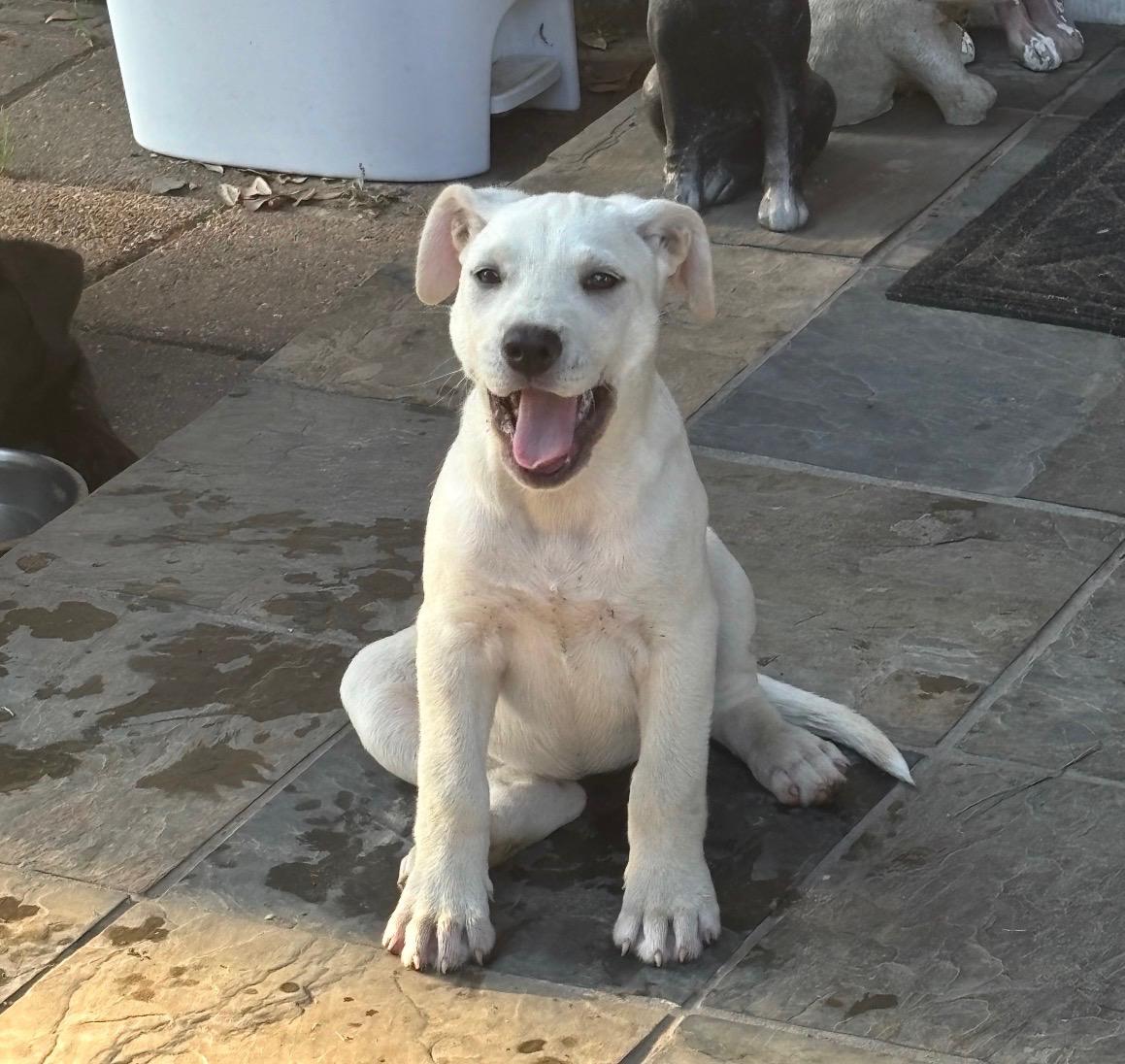 Enlarge Yang, an adopted mixed breed in Bensalem, PA image 5/6