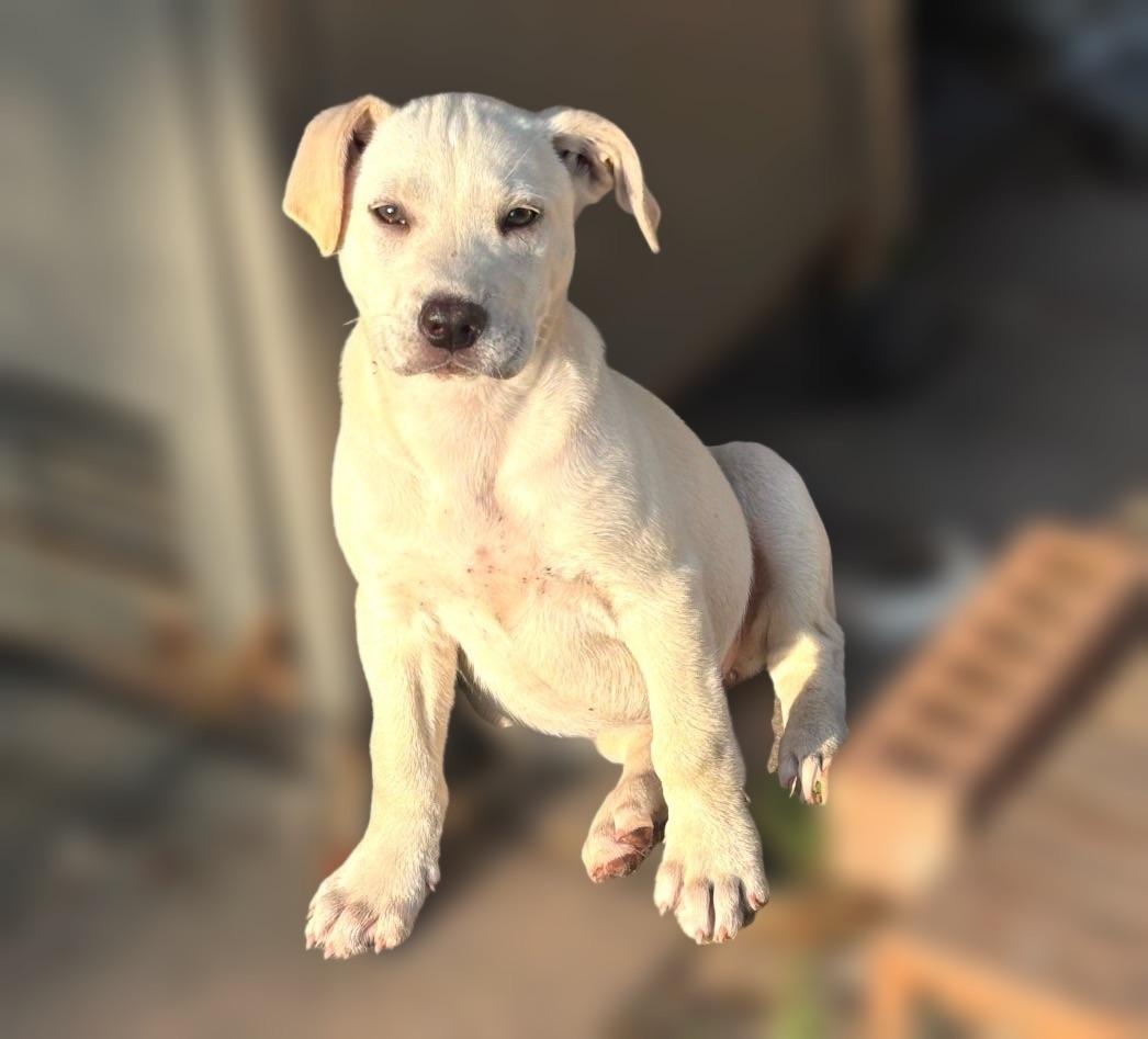 Yang, adopted, Puppy Female Labrador Retriever.